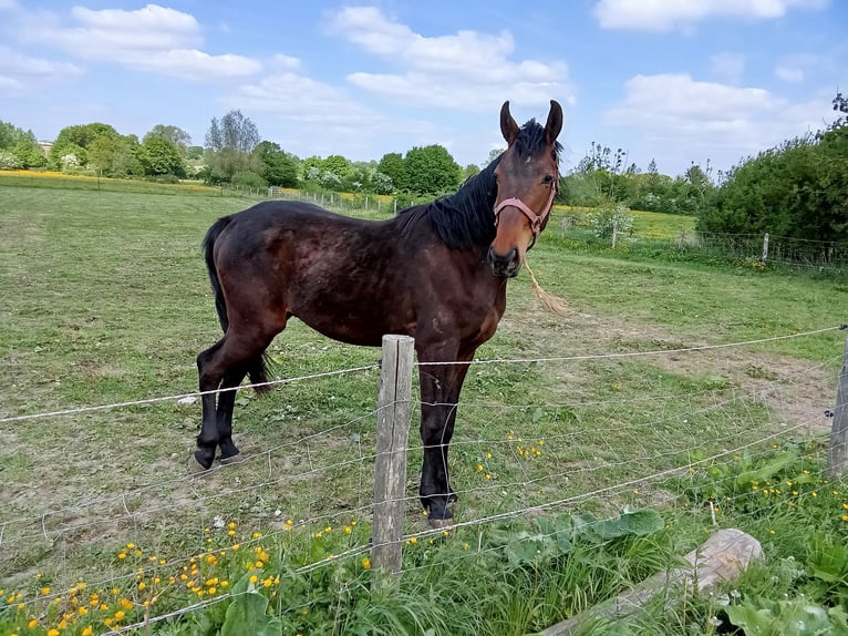 Caballo de deporte belga Caballo castrado 2 años Castaño in Leval