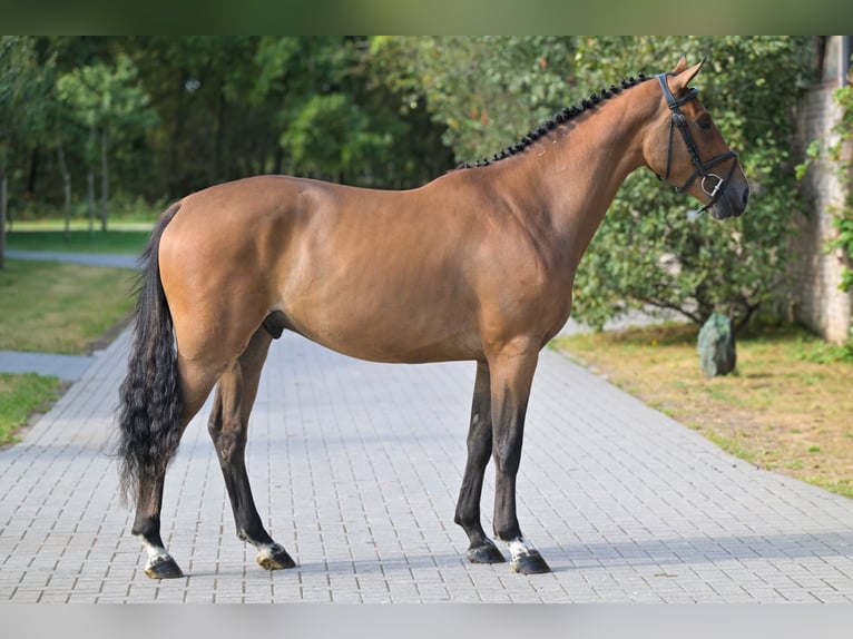 Caballo de deporte belga Caballo castrado 3 años 160 cm Castaño rojizo in Zelle