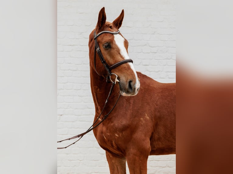 Caballo de deporte belga Caballo castrado 3 años 165 cm Alazán in Oudenaarde