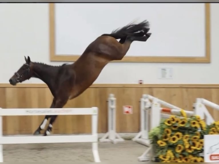 Caballo de deporte belga Caballo castrado 3 años 165 cm Castaño oscuro in Mannheim Caballo de deporte belga Caballo castrado 3 años 165 cm Castaño oscuro in Mannheim