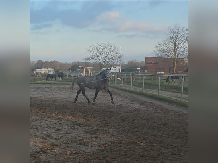 Caballo de deporte belga Caballo castrado 3 años 170 cm Porcelana in EINDHOUT