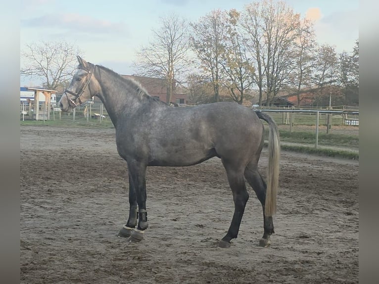Caballo de deporte belga Caballo castrado 3 años 170 cm Porcelana in EINDHOUT