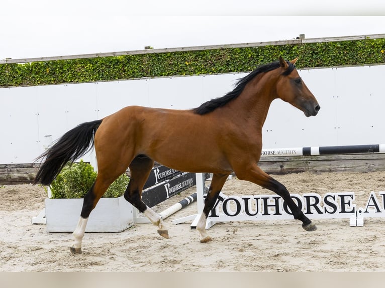 Caballo de deporte belga Caballo castrado 4 años 162 cm Castaño in Waddinxveen