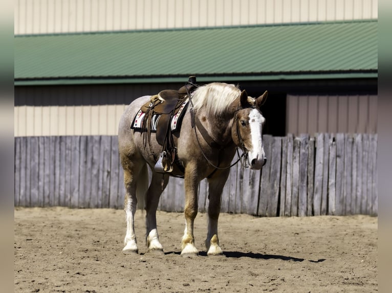 Caballo de deporte belga Mestizo Caballo castrado 4 años 168 cm Ruano alazán in Nevis, MN