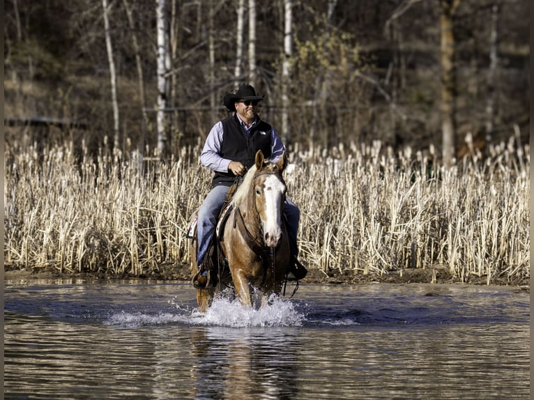 Caballo de deporte belga Mestizo Caballo castrado 4 años 168 cm Ruano alazán in Nevis, MN