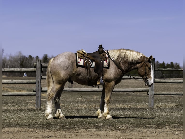 Caballo de deporte belga Mestizo Caballo castrado 4 años 168 cm Ruano alazán in Nevis, MN