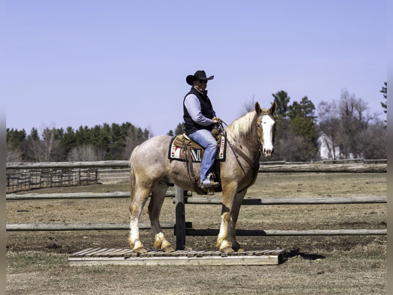 Caballo de deporte belga Mestizo Caballo castrado 4 años 168 cm Ruano alazán in Nevis, MN
