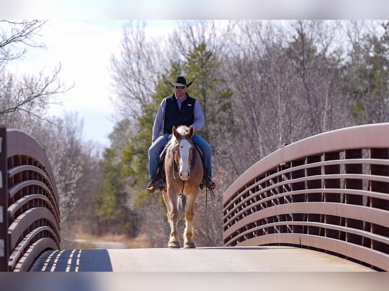 Caballo de deporte belga Mestizo Caballo castrado 4 años 168 cm Ruano alazán in Nevis, MN