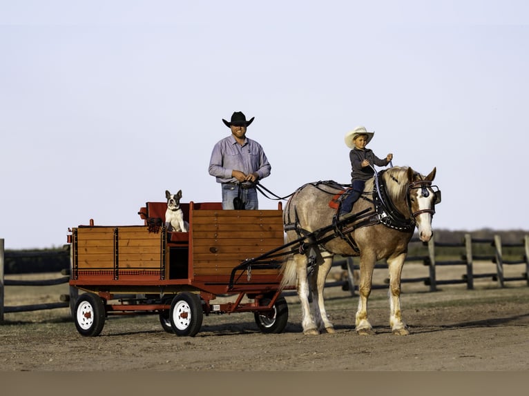 Caballo de deporte belga Mestizo Caballo castrado 4 años 168 cm Ruano alazán in Nevis, MN