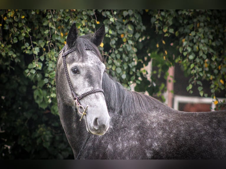 Caballo de deporte belga Caballo castrado 4 años 170 cm Tordillo negro in Merdrignac