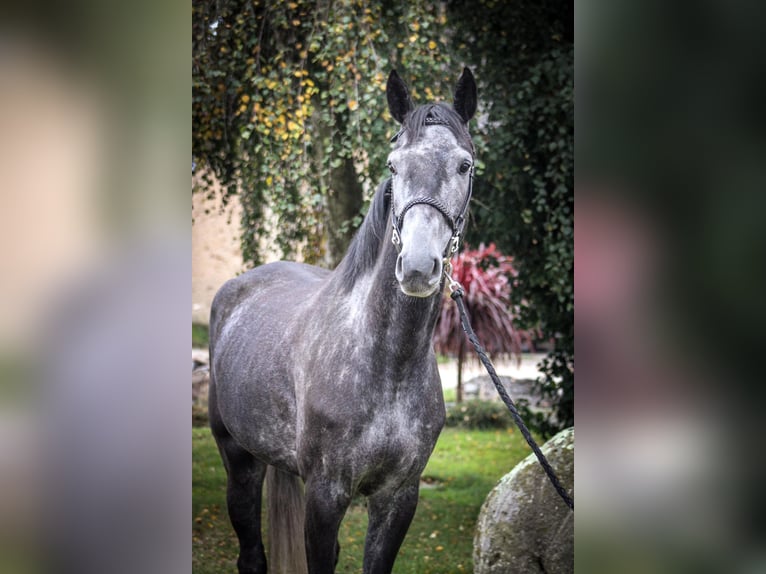 Caballo de deporte belga Caballo castrado 4 años 170 cm Tordillo negro in Merdrignac