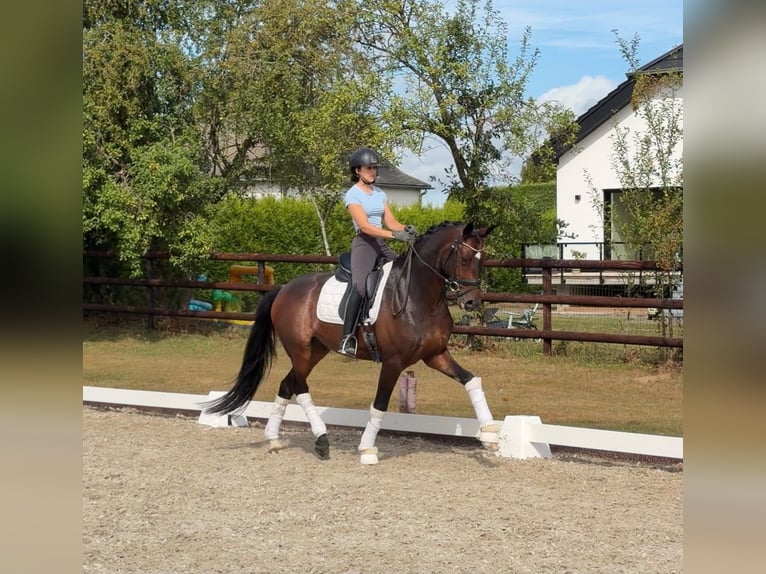 Caballo de deporte belga Caballo castrado 5 años 162 cm Castaño in Sankt Vith