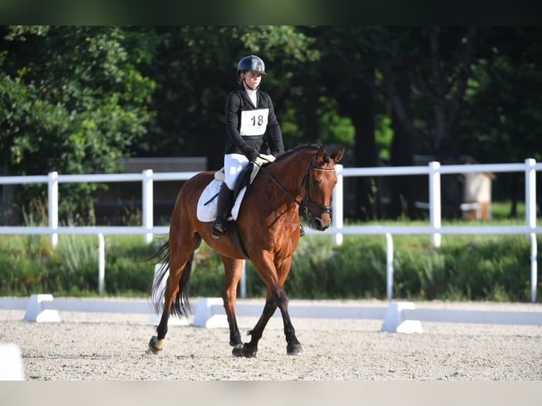 Caballo de deporte belga Caballo castrado 5 años 165 cm Castaño in Coquainvilliers