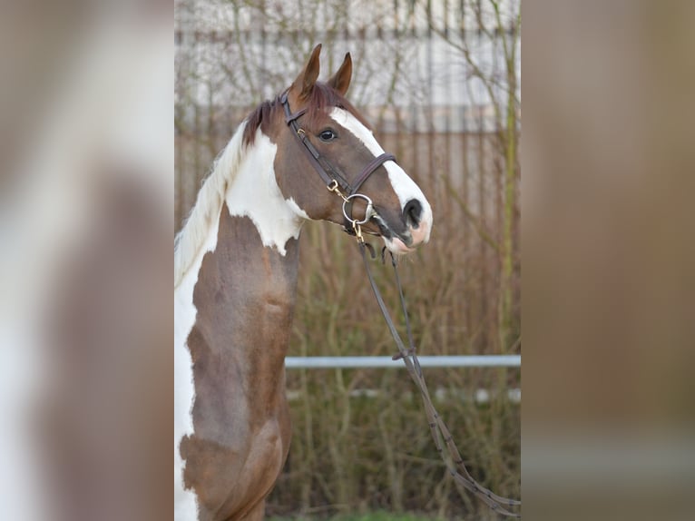 Caballo de deporte belga Caballo castrado 5 años 165 cm Pío in Geilenkirchen