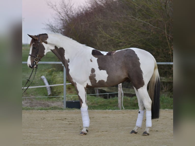Caballo de deporte belga Caballo castrado 5 años 165 cm Pío in Geilenkirchen