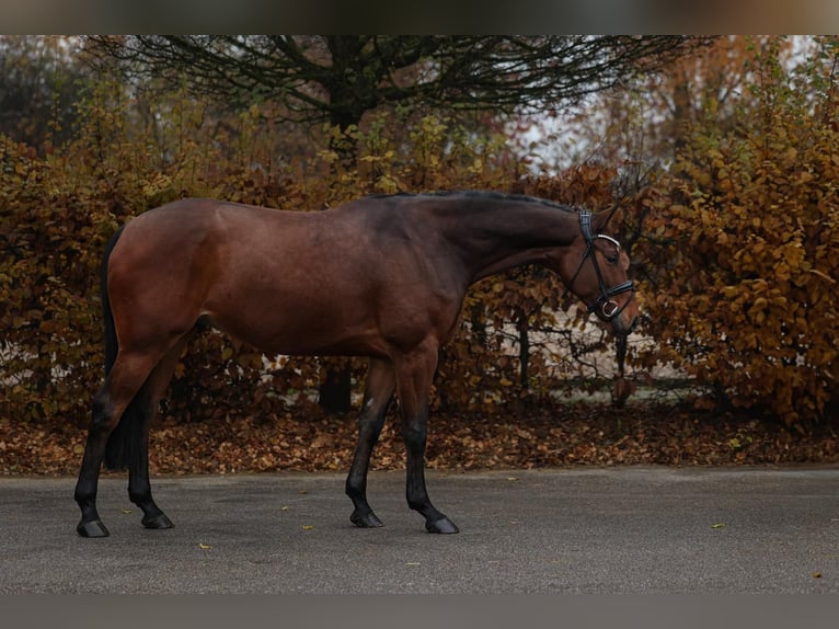 Caballo de deporte belga Caballo castrado 5 años 168 cm Castaño in Unterneukirchen