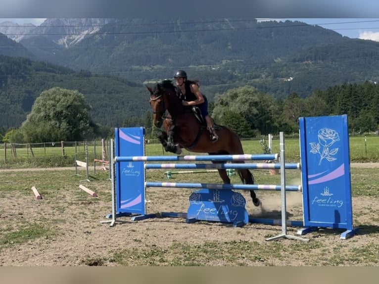 Caballo de deporte belga Caballo castrado 5 años 170 cm Castaño in Schlins