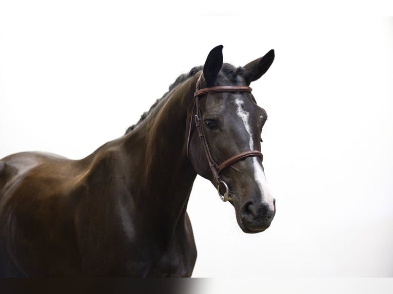 Caballo de deporte belga Caballo castrado 5 años 172 cm Negro in Waddinxveen