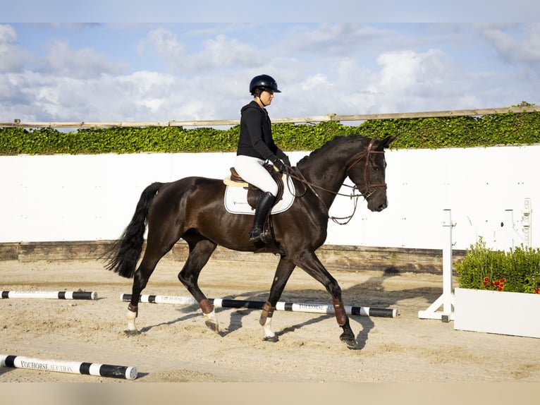 Caballo de deporte belga Caballo castrado 5 años 172 cm Negro in Waddinxveen