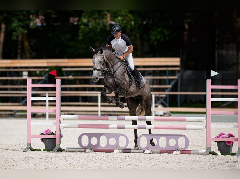 Caballo de deporte belga Caballo castrado 5 años 180 cm Tordo in Pilsen