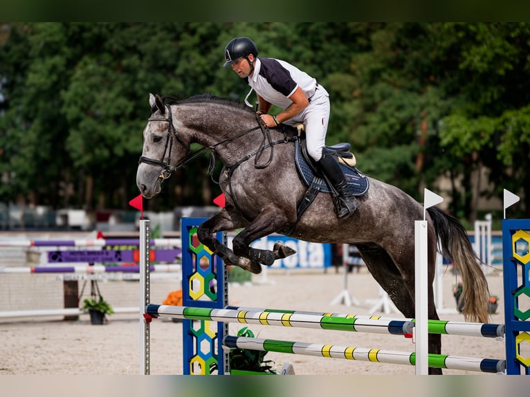 Caballo de deporte belga Caballo castrado 5 años 180 cm Tordo in Pilsen