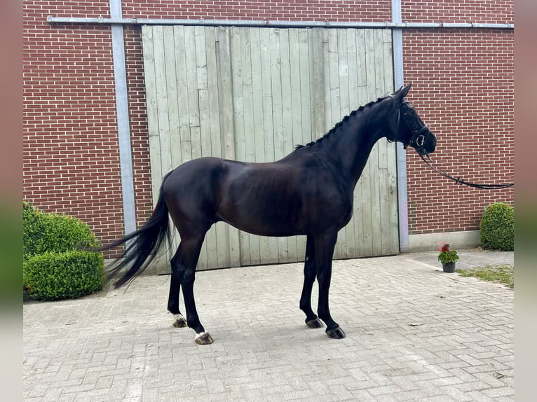 Caballo de deporte belga Caballo castrado 6 años 168 cm Castaño oscuro in Peer