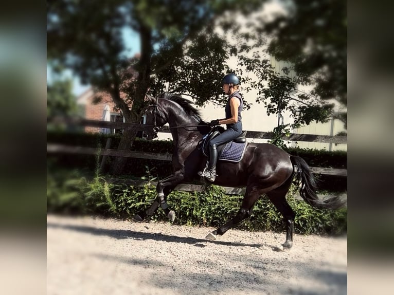 Caballo de deporte belga Caballo castrado 6 años 168 cm Castaño oscuro in Peer
