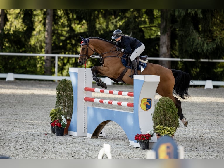 Caballo de deporte belga Caballo castrado 6 años 172 cm Castaño rojizo in Pilsen
