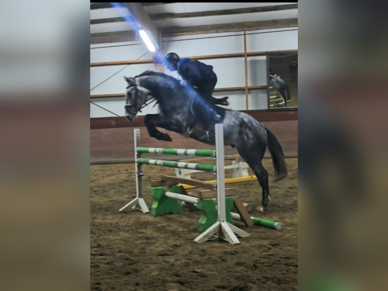 Caballo de deporte belga Caballo castrado 6 años 172 cm Tordillo negro in Borstel