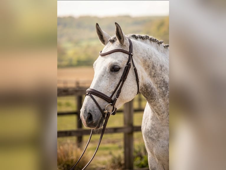 Caballo de deporte belga Caballo castrado 6 años 172 cm Tordo in Kulcs határ 25.