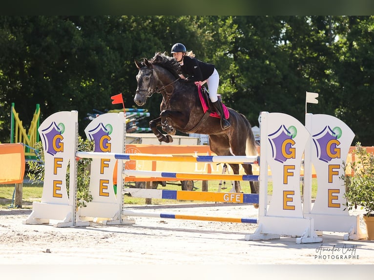 Caballo de deporte belga Caballo castrado 6 años 172 cm Tordo in Merdrignac