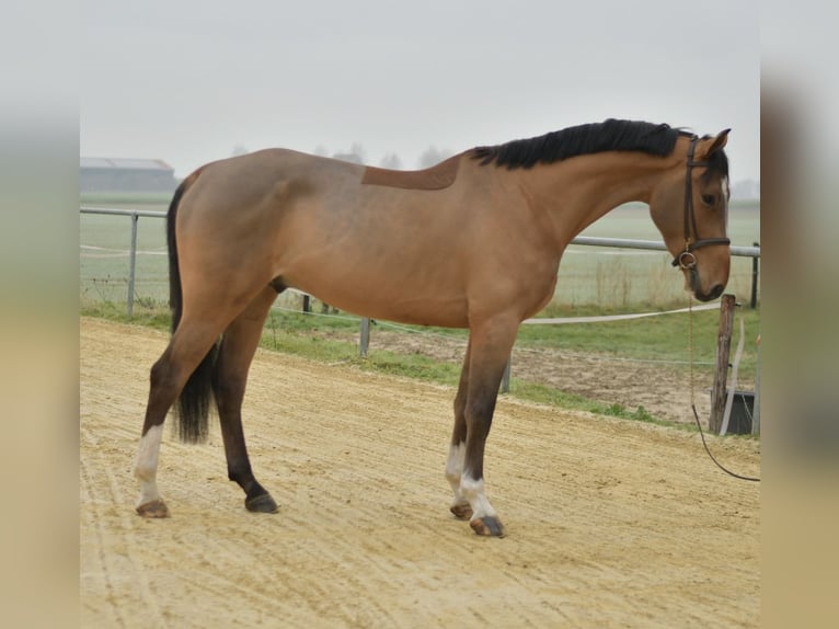 Caballo de deporte belga Caballo castrado 6 años 173 cm Castaño claro in Geilenkirchen