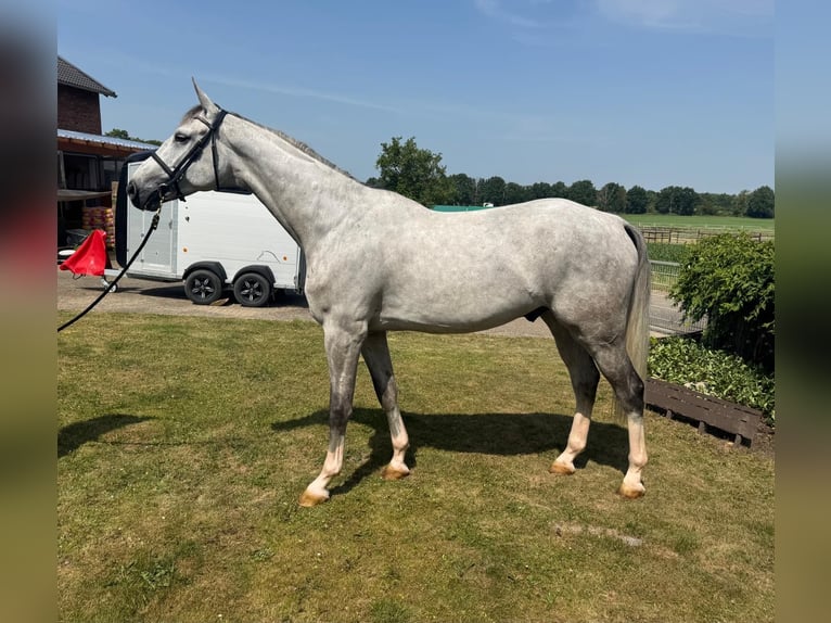 Caballo de deporte belga Caballo castrado 6 años 174 cm Tordo in Euskirchen