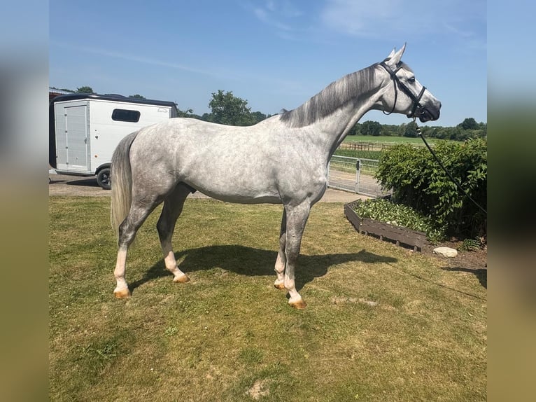 Caballo de deporte belga Caballo castrado 6 años 174 cm Tordo in Euskirchen