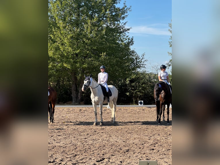 Caballo de deporte belga Caballo castrado 7 años 168 cm Tordo in Roßdorfs