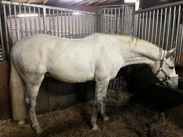 Caballo de deporte belga Caballo castrado 7 años 168 cm Tordo in Roßdorfs