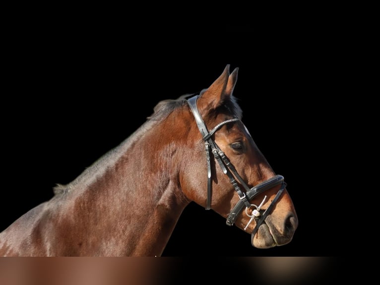 Caballo de deporte belga Caballo castrado 7 años 170 cm Castaño in Tillmitsch