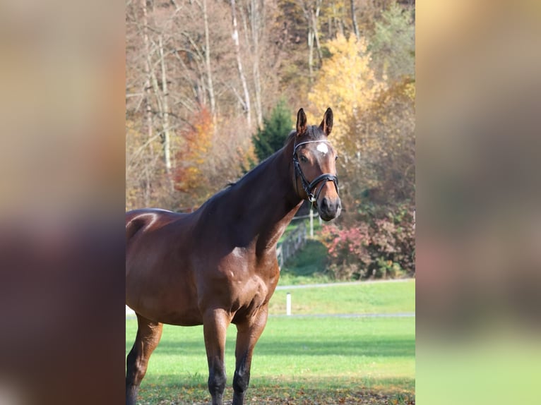 Caballo de deporte belga Caballo castrado 7 años 170 cm Castaño in Tillmitsch