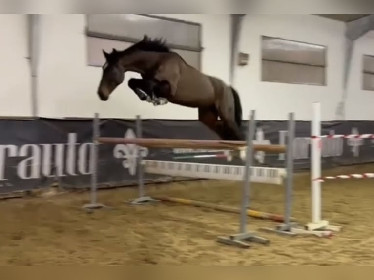 Caballo de deporte belga Caballo castrado 7 años Castaño in Udine