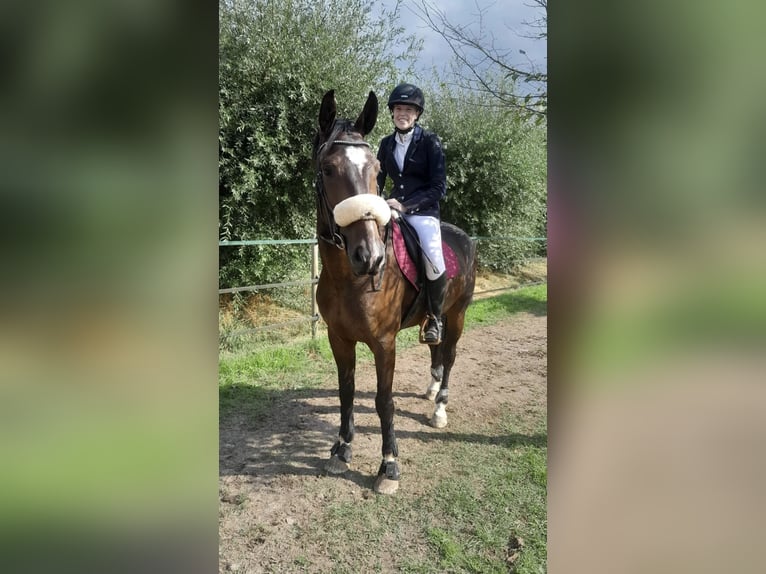 Caballo de deporte belga Caballo castrado 9 años 170 cm Castaño oscuro in Wervik