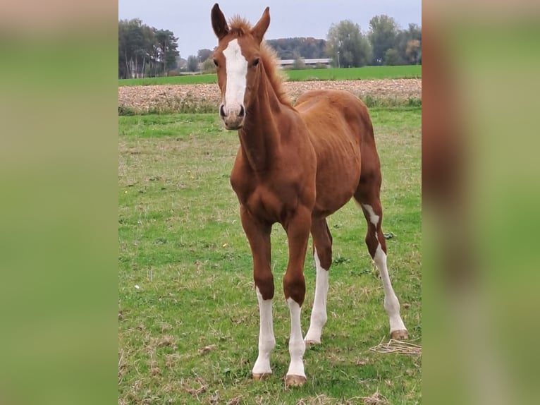 Caballo de deporte belga Semental 1 año Alazán in Belsele