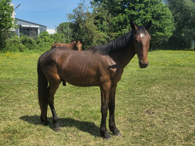 Caballo de deporte belga Semental 2 años 170 cm Castaño in Ternat