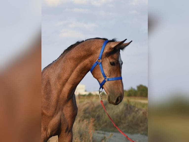 Caballo de deporte belga Semental 3 años 167 cm Tordo ruano in Gyula