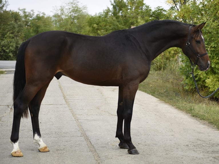 Caballo de deporte belga Semental 3 años 168 cm Castaño oscuro in Gyula