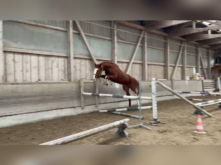 Caballo de deporte belga Semental 3 años 169 cm Alazán in Rankweil