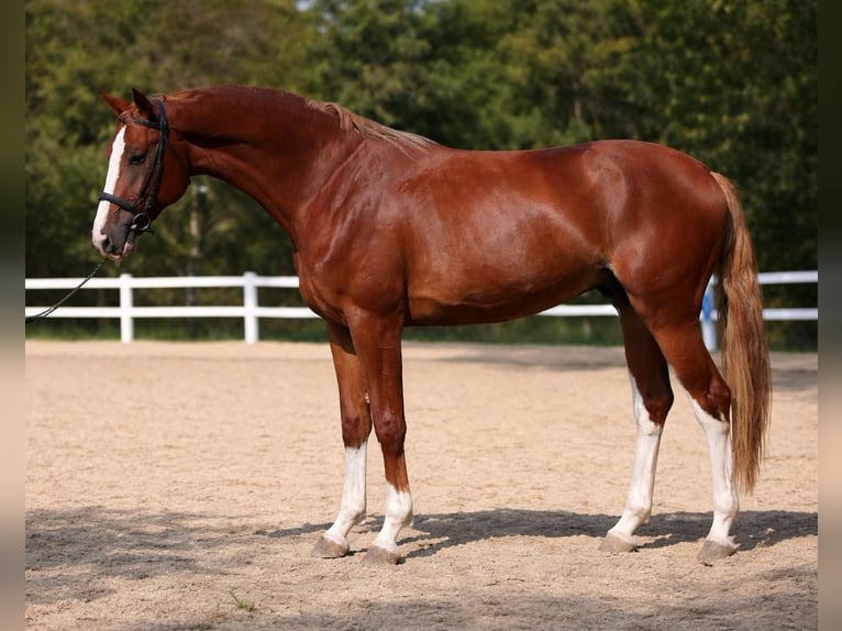 Caballo de deporte belga Semental 4 años 172 cm Alazán in Szarvas