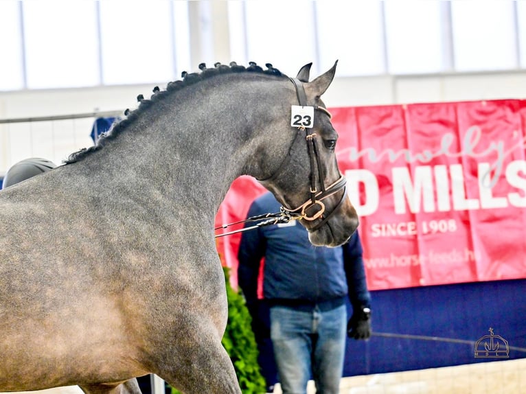 Caballo de deporte belga Semental 4 años 172 cm Bayo in Bekescsaba