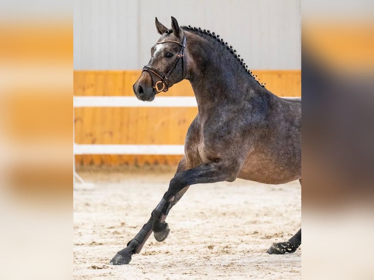 Caballo de deporte belga Semental 4 años 172 cm Castaño oscuro in Bekescsaba