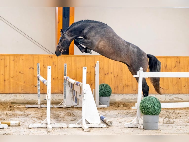 Caballo de deporte belga Semental 4 años 172 cm Castaño oscuro in Bekescsaba