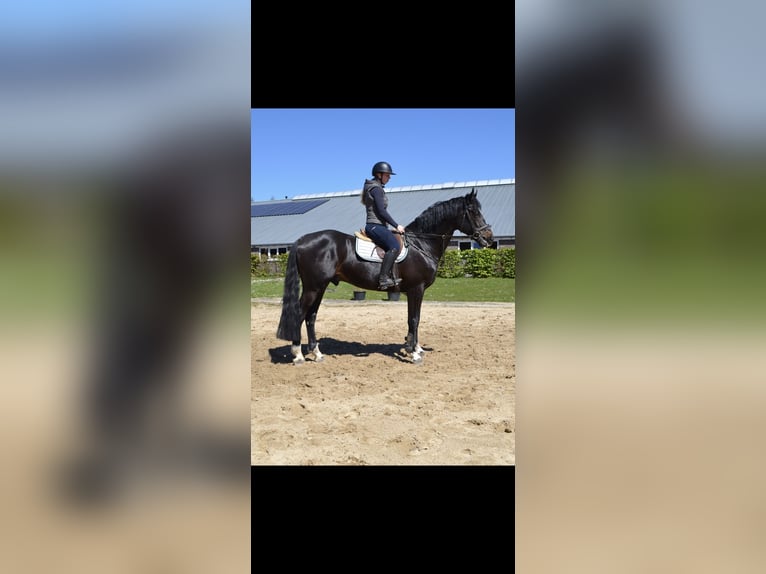 Caballo de deporte belga Semental 5 años 174 cm Morcillo in Uelsen